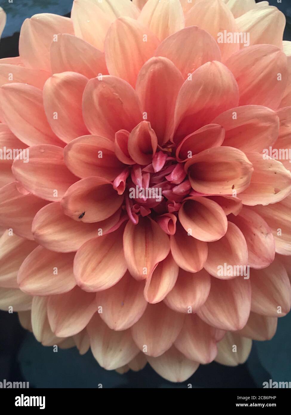 Pompon Chrysanthemum gros plan Banque D'Images