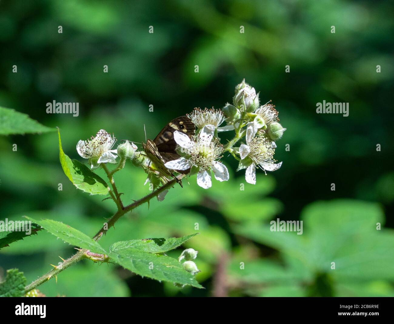 Papillon en bois tacheté sur une fleur en forme de mûre Banque D'Images