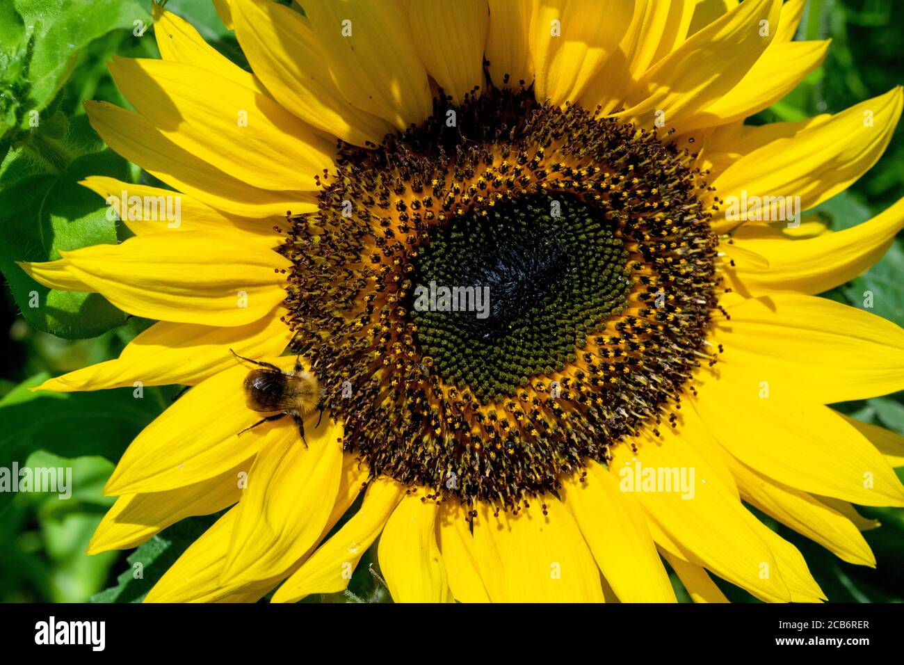 Abeille commune de Carder sur le tournesol Banque D'Images