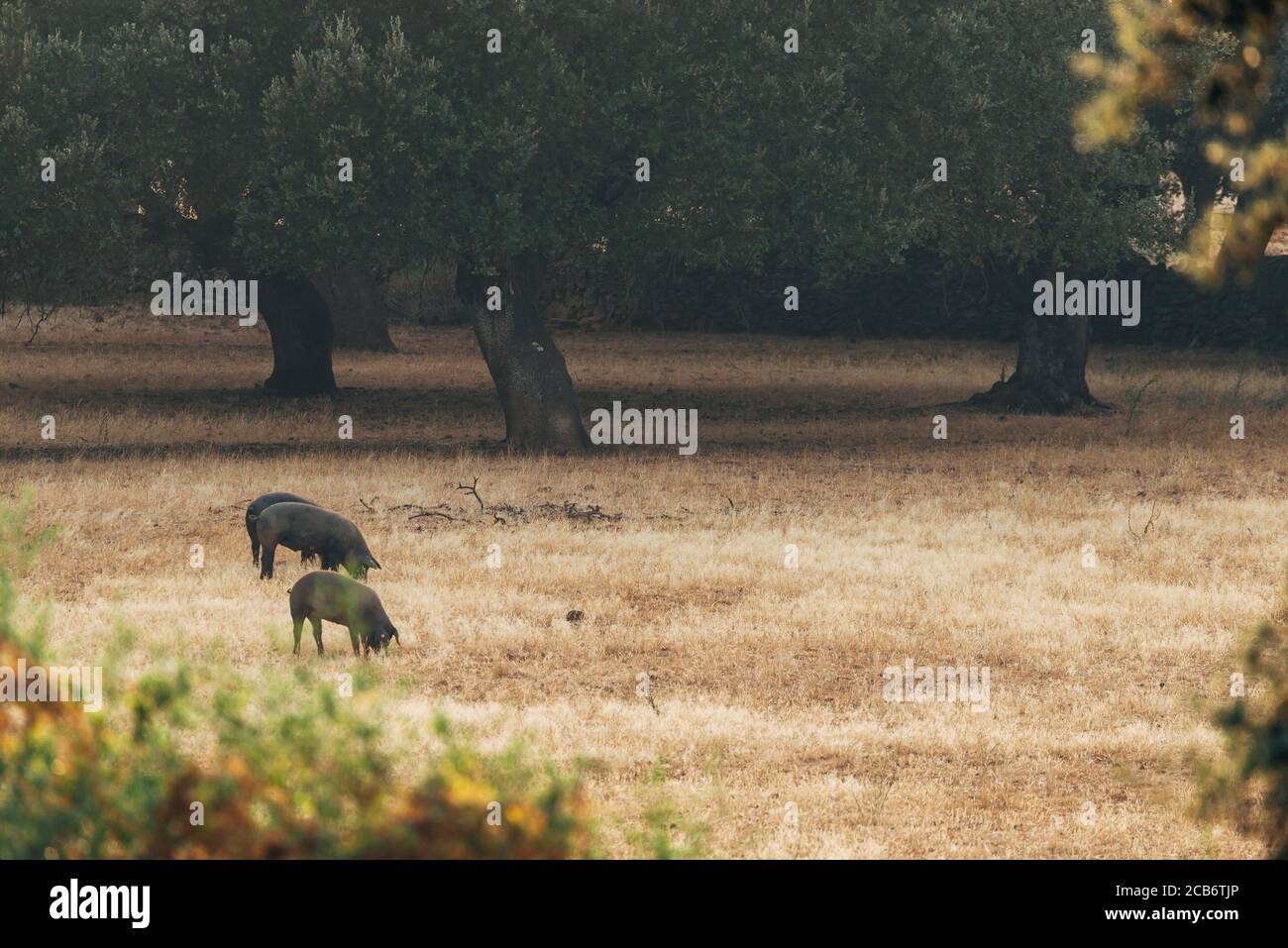 Porcs sur les prairies d'Estrémadure, Espagne. Banque D'Images