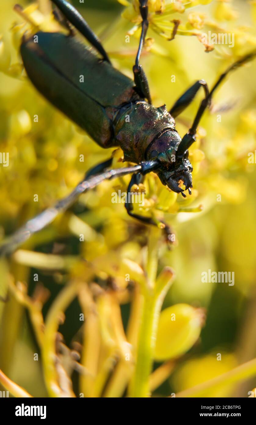 Photo macro du dendroctone du musc. Aromia moschata. Banque D'Images