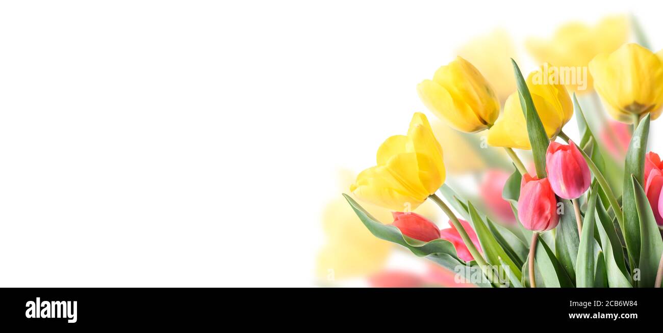 Gros plan du bouquet de tulipes dans le jardin isolé sur fond blanc. Cadre de bouton de fleur de printemps créatif. Pâques, fête des mères et vacances de printemps Banque D'Images