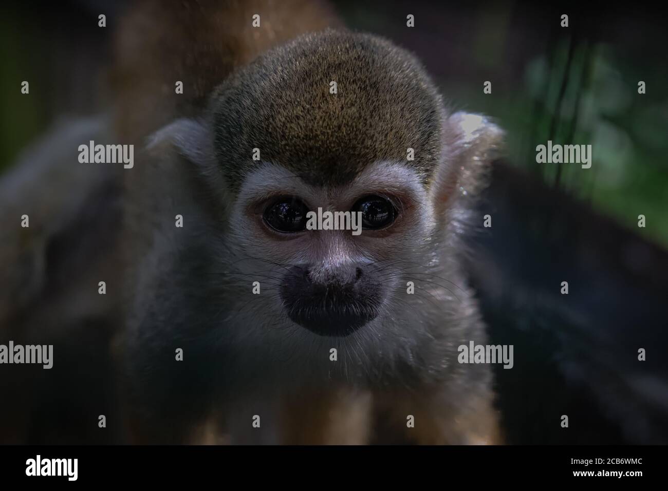 Gros plan d'un singe commun d'écureuil (Saimiri sciurus) dans la végétation de la forêt tropicale. Scène sauvage de la nature. Bel animal mignon. Banque D'Images