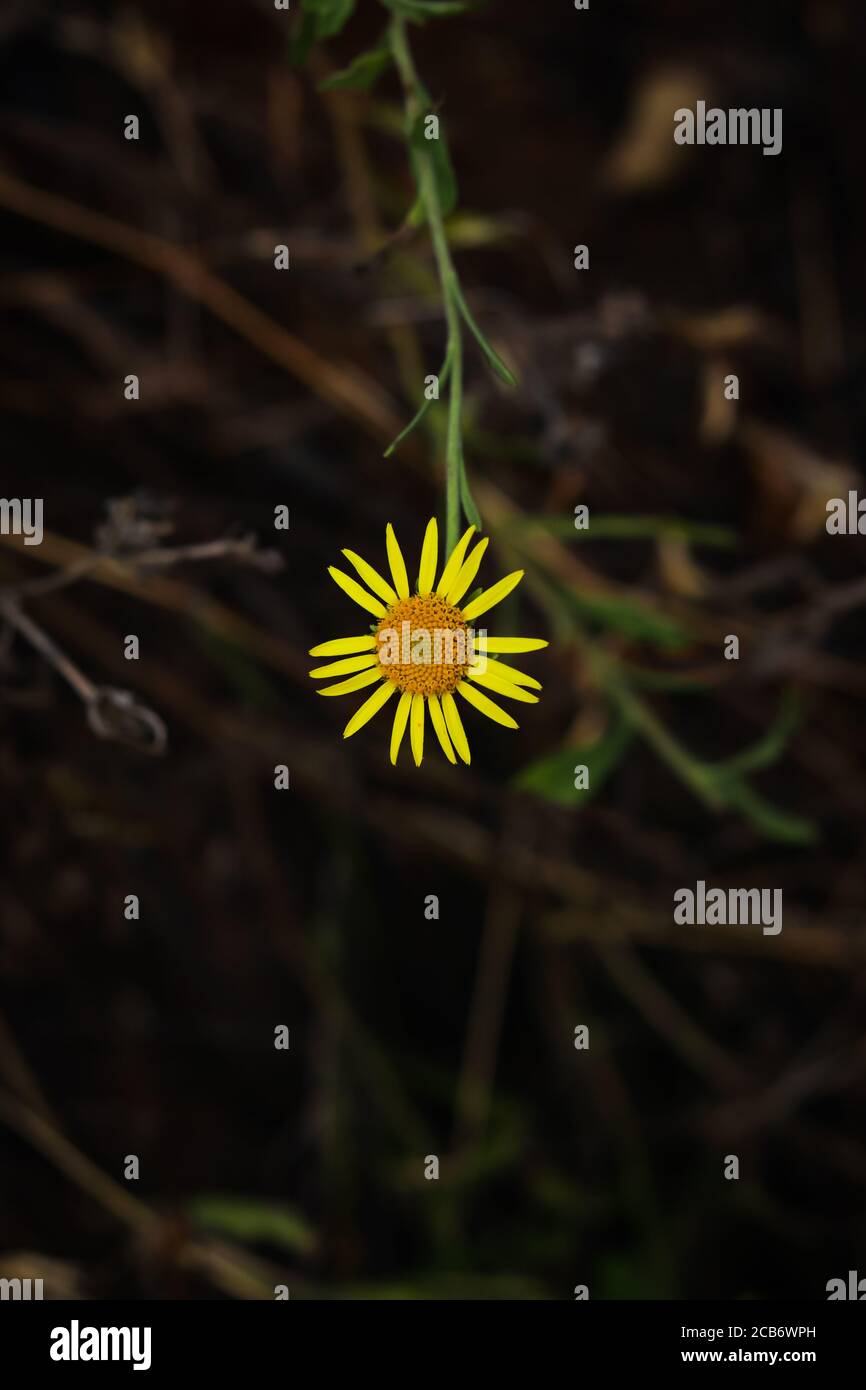 Fleurs jaunes de la famille des asters de tournesol, Chrysopsis connu sous  le nom d'asters dorés ou Heterotheca villosa, appelé l'ordenaster poilu,  macro selec gros plan Photo Stock - Alamy