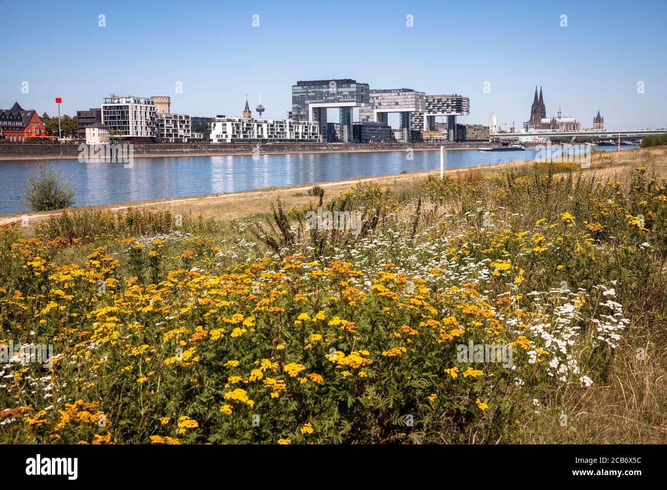 Vue depuis les rives du Rhin dans le quartier de la ville Poll au port de Rheinau avec les Crane Houses de Hadi Teherani, en arrière-plan le Banque D'Images