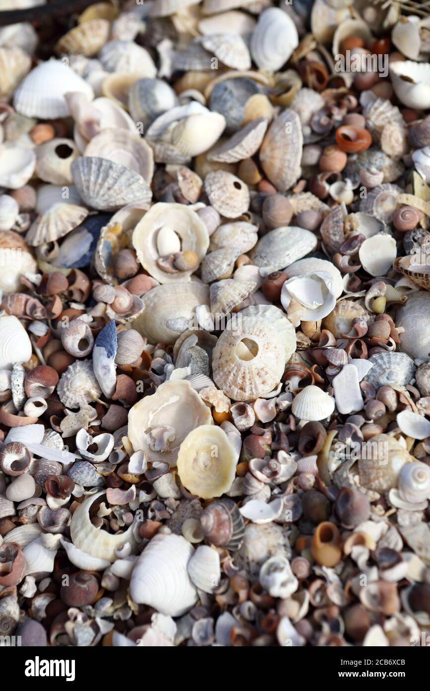 Mélange de coquillages sur une plage écossaise sur l'île de Mull, Inner Hebrides, Écosse Royaume-Uni Banque D'Images