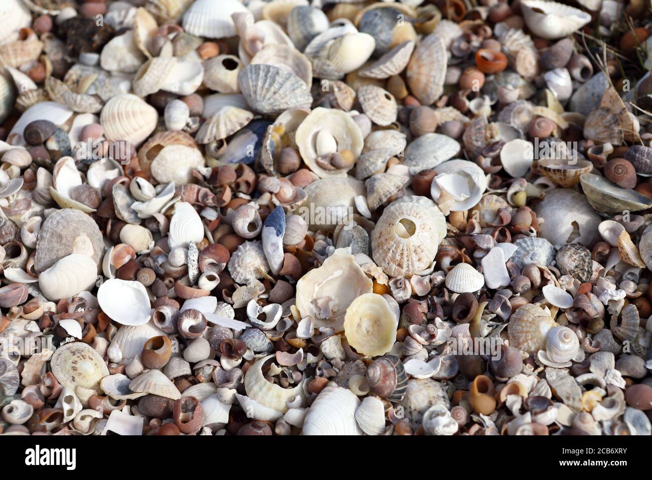 Mélange de coquillages sur une plage écossaise sur l'île de Mull, Inner Hebrides, Écosse Royaume-Uni Banque D'Images
