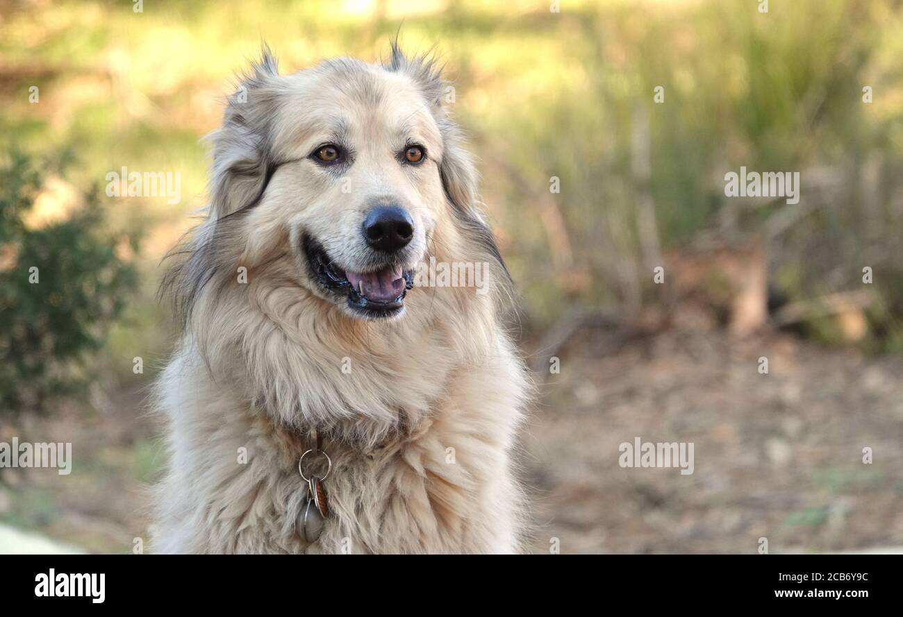 Portrait d'un adorable chien de montagne pyrénéen dans la nature Banque D'Images