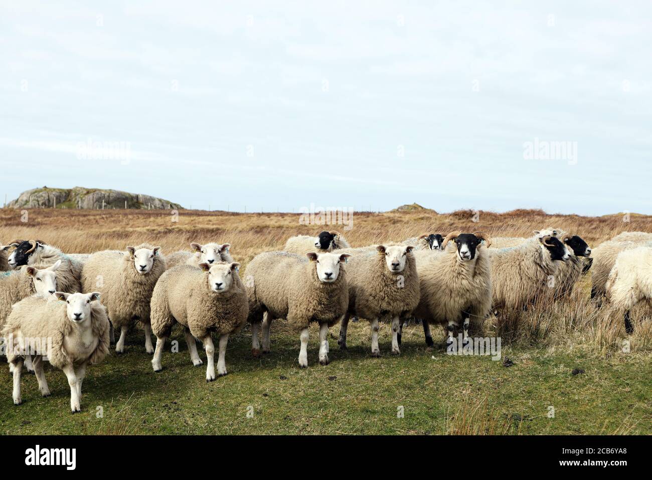 Les moutons Cheviot et Blackface se reproduisent dans la campagne de Mull, dans les Hébrides intérieures, en Écosse, au Royaume-Uni Banque D'Images