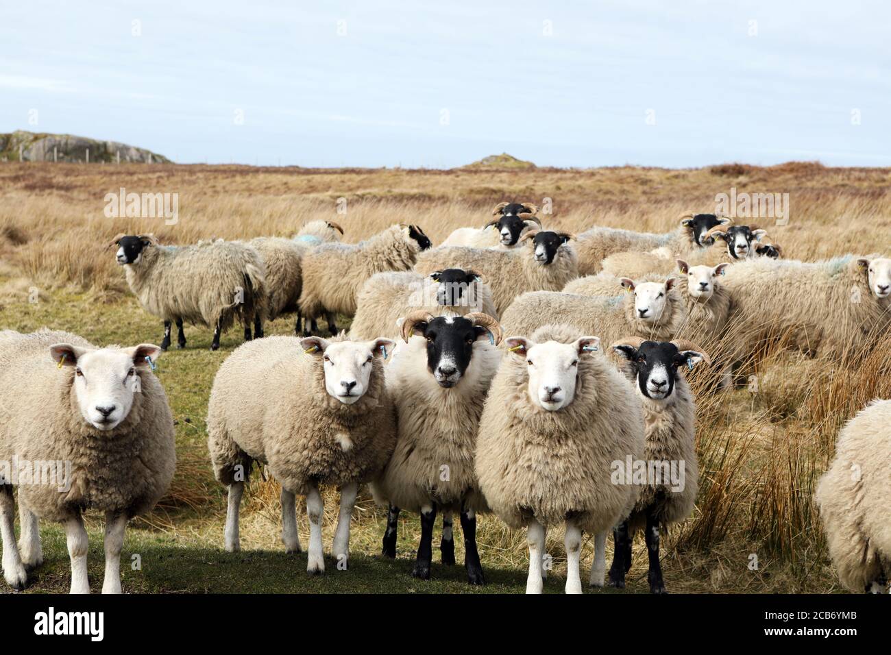 Les moutons Cheviot et Blackface se reproduisent dans la campagne de Mull, dans les Hébrides intérieures, en Écosse, au Royaume-Uni Banque D'Images