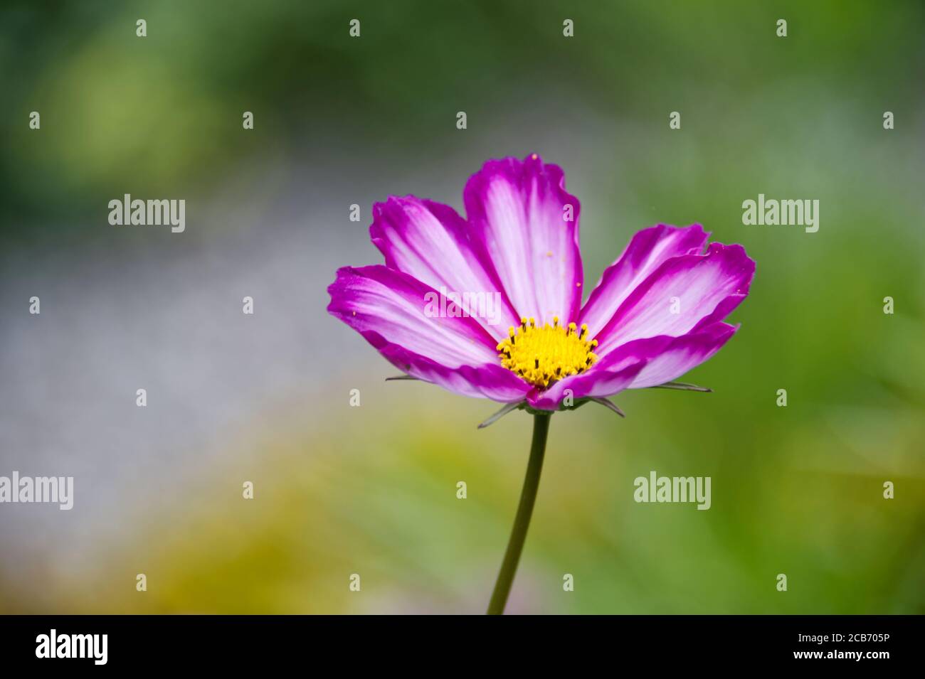 Fleurs vivaces Banque D'Images