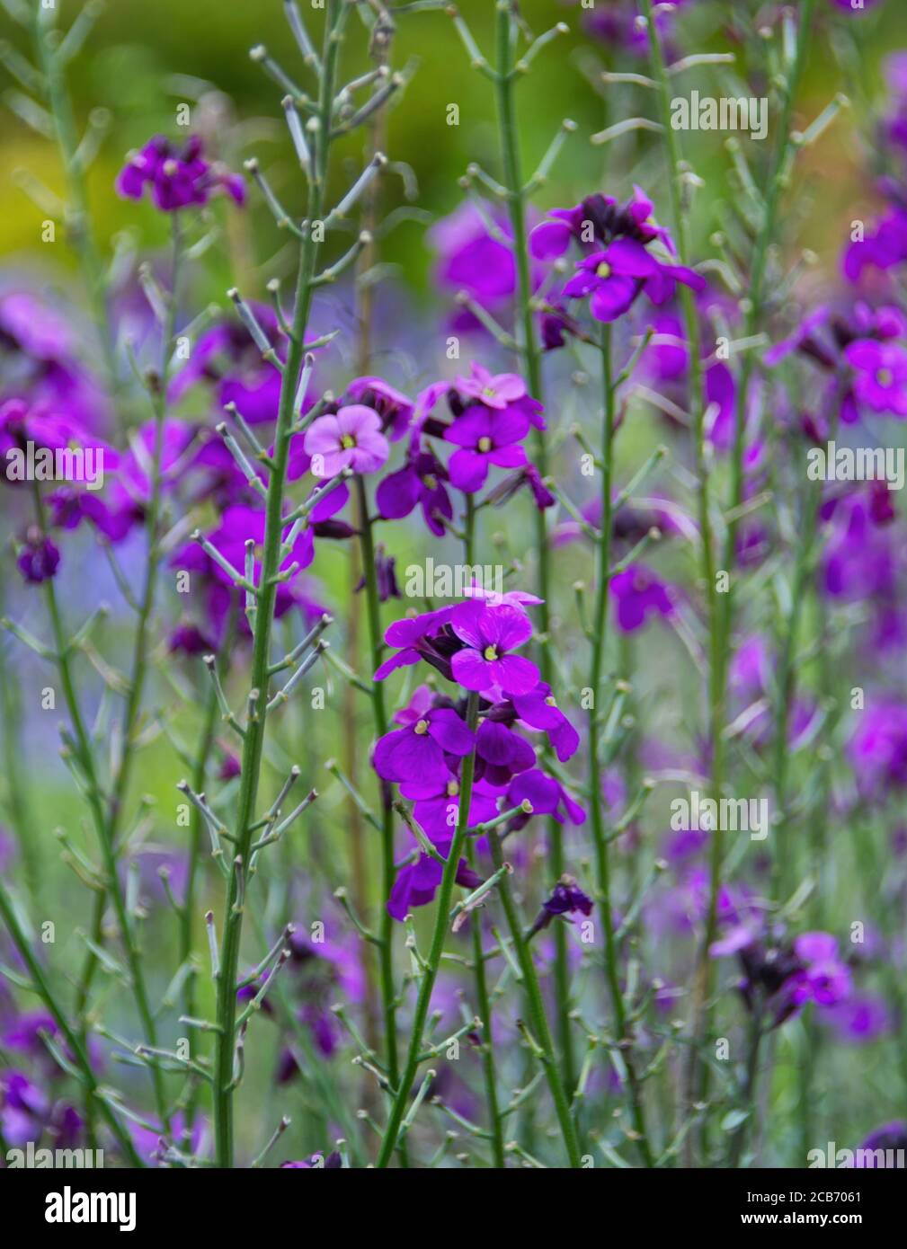 Fleurs vivaces Banque D'Images