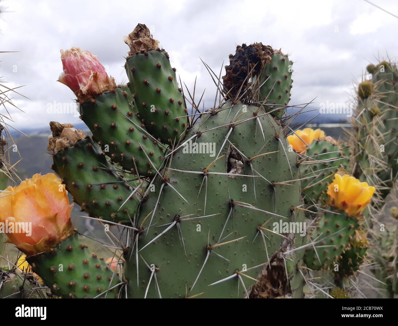 Vue rapprochée de la fleur de cactus avec de grandes fleurs d'oranger. Banque D'Images