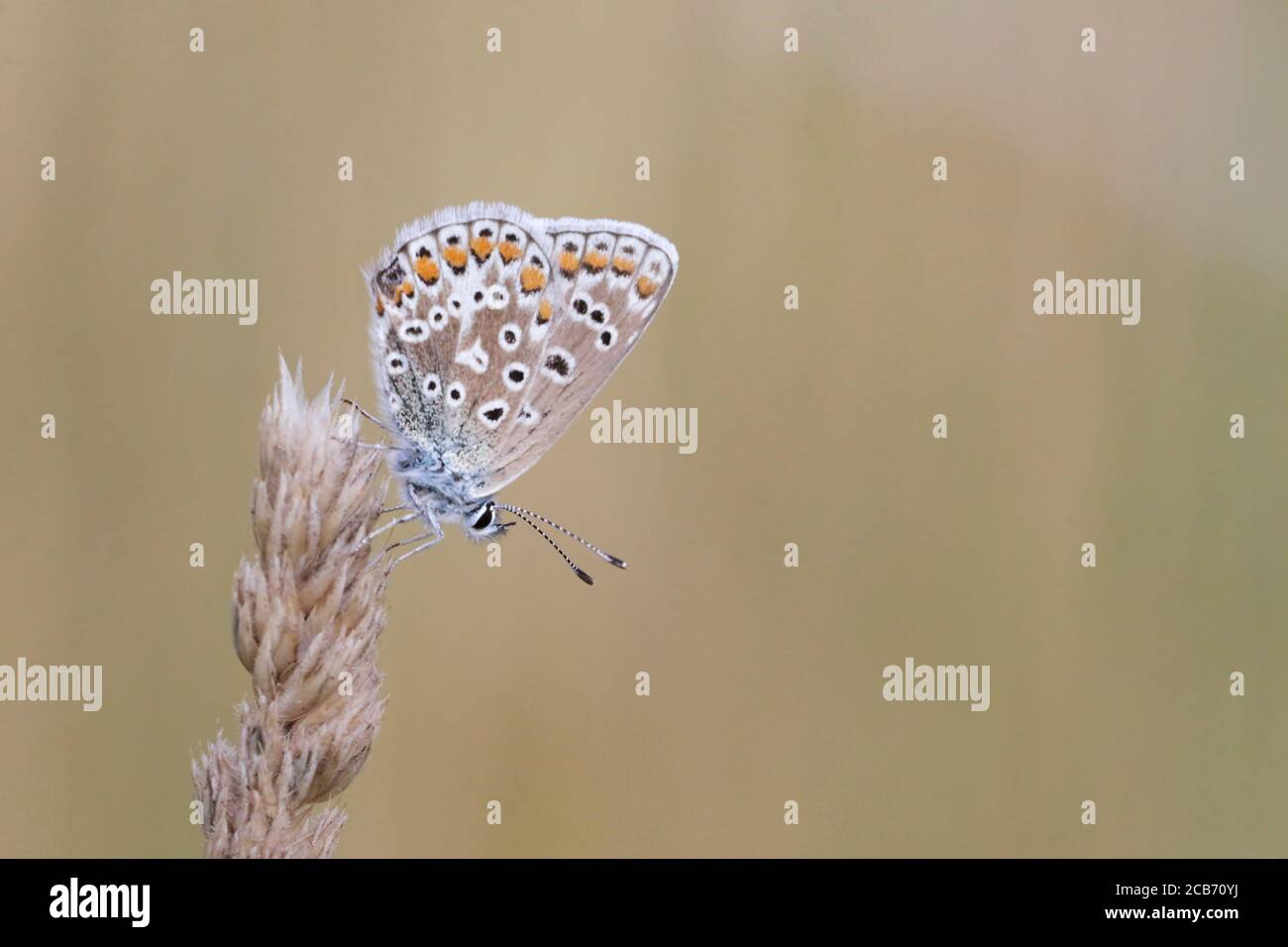 Roosting Common Blue Butterfly sur la tête de semence d'herbe Banque D'Images