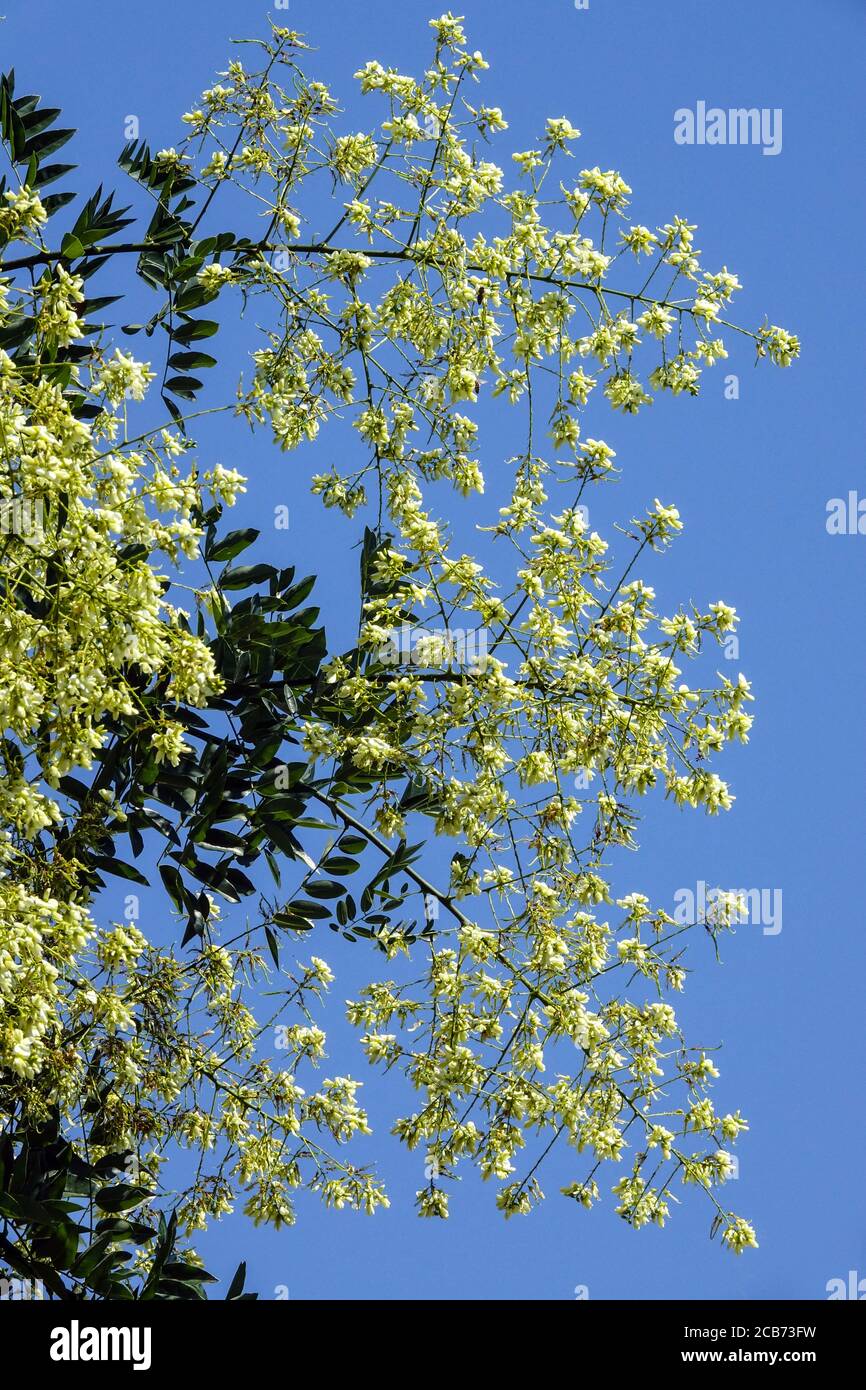Arbre de la pagode japonaise Styphnolobium japonicum syn Sophora japonica floraison Banque D'Images
