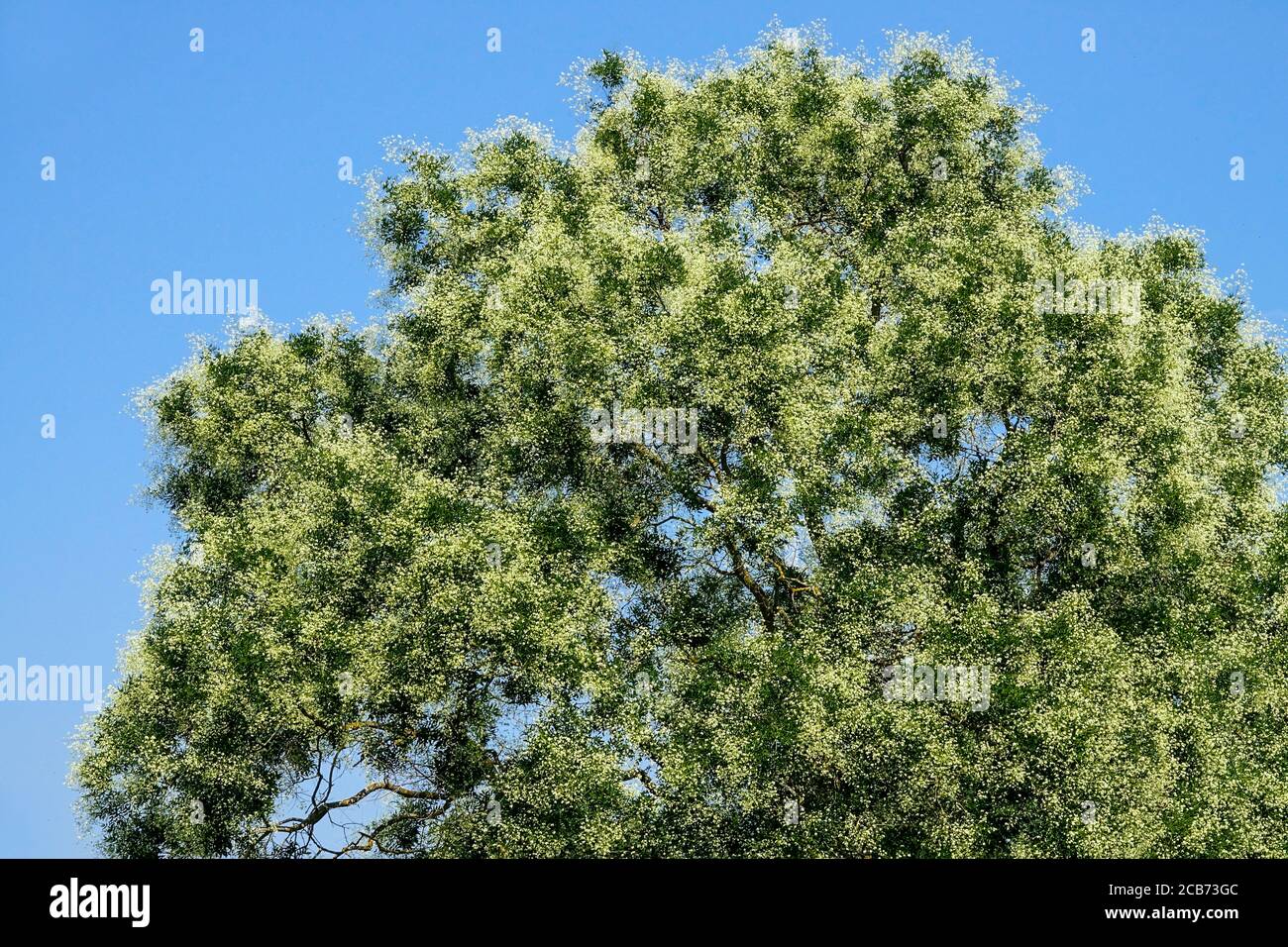 Arbre de la pagode japonaise Styphnolobium japonicum syn Sophora japonica arbre en fleurs Banque D'Images