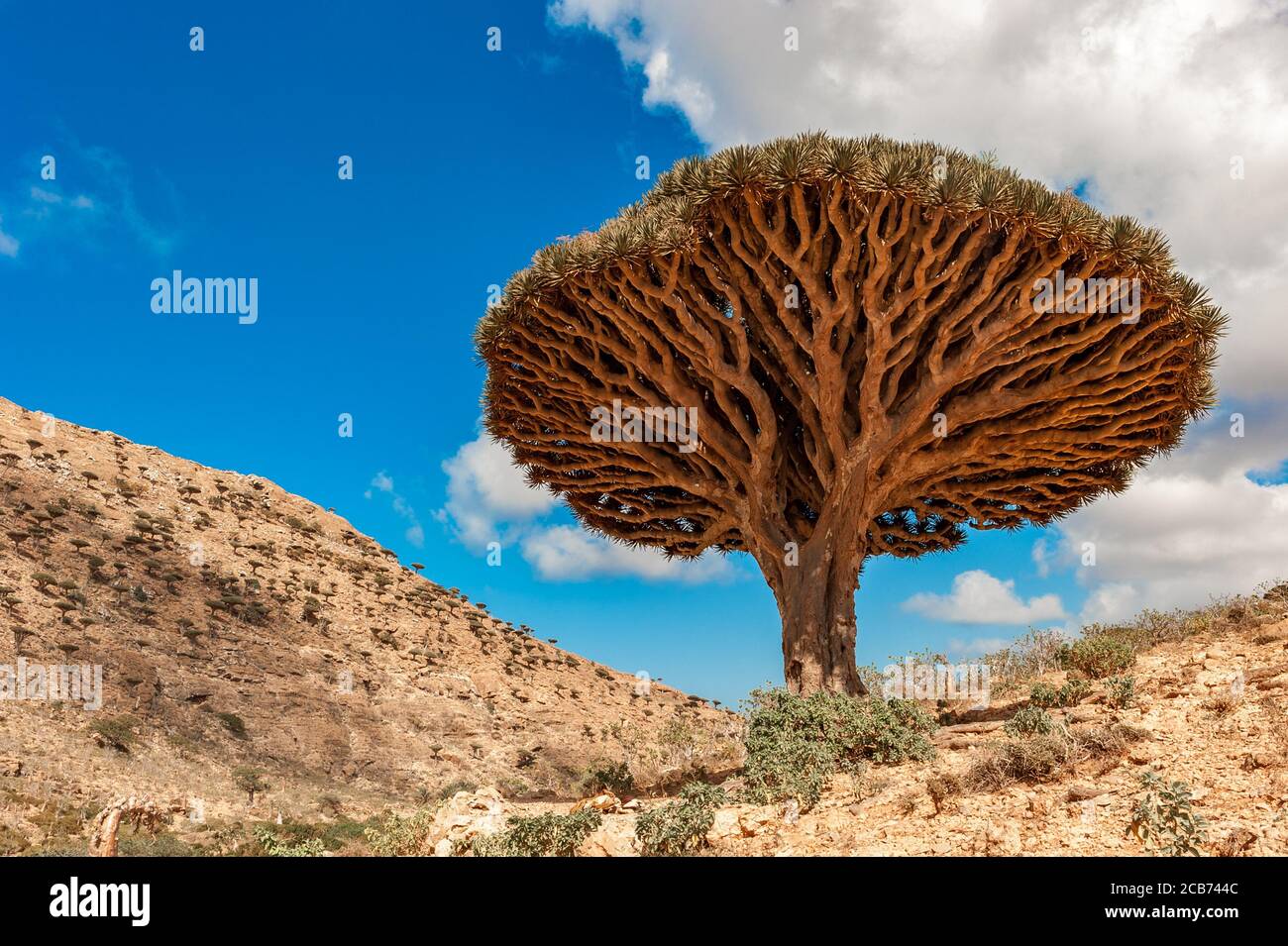 Dragon Trees sur l'île de Socotra, Yémen Banque D'Images