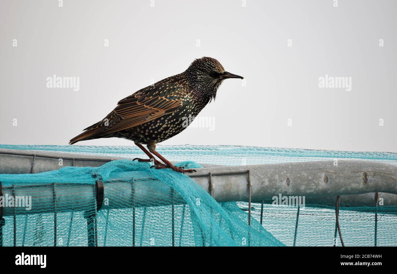 Un étoile se trouve sur une main courante à l'extrémité de La jetée de Southsea le jour de l'automne Banque D'Images