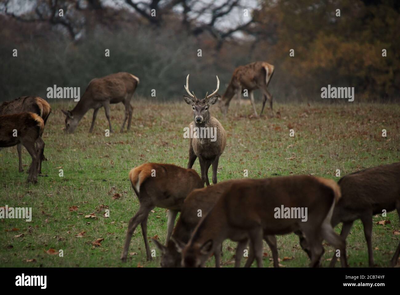 Deer dans le Grand parc de Windsor lors d'une journée d'automne Banque D'Images