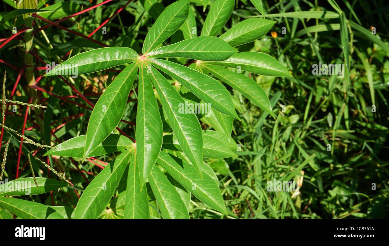 Gros plan des feuilles de manioc le matin Banque D'Images