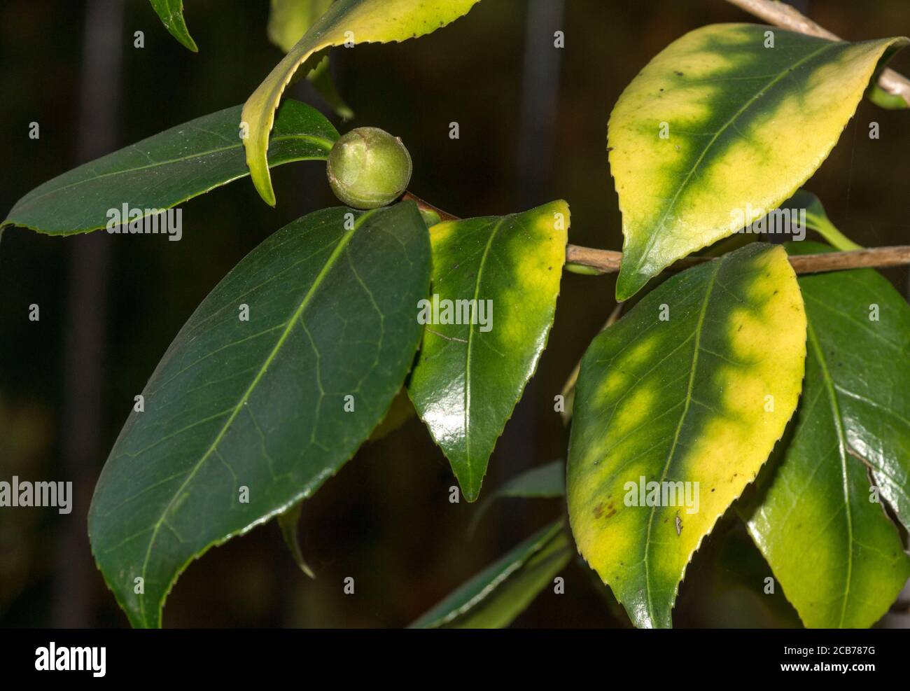 Camellia japonica cv. Matotiana Supreme Rouge.Pod de graines en maturation.un arbuste ou un arbre à feuilles persistantes provenant de l'Inde, de la Chine et du Japon. Sud-Ouest de la France Banque D'Images