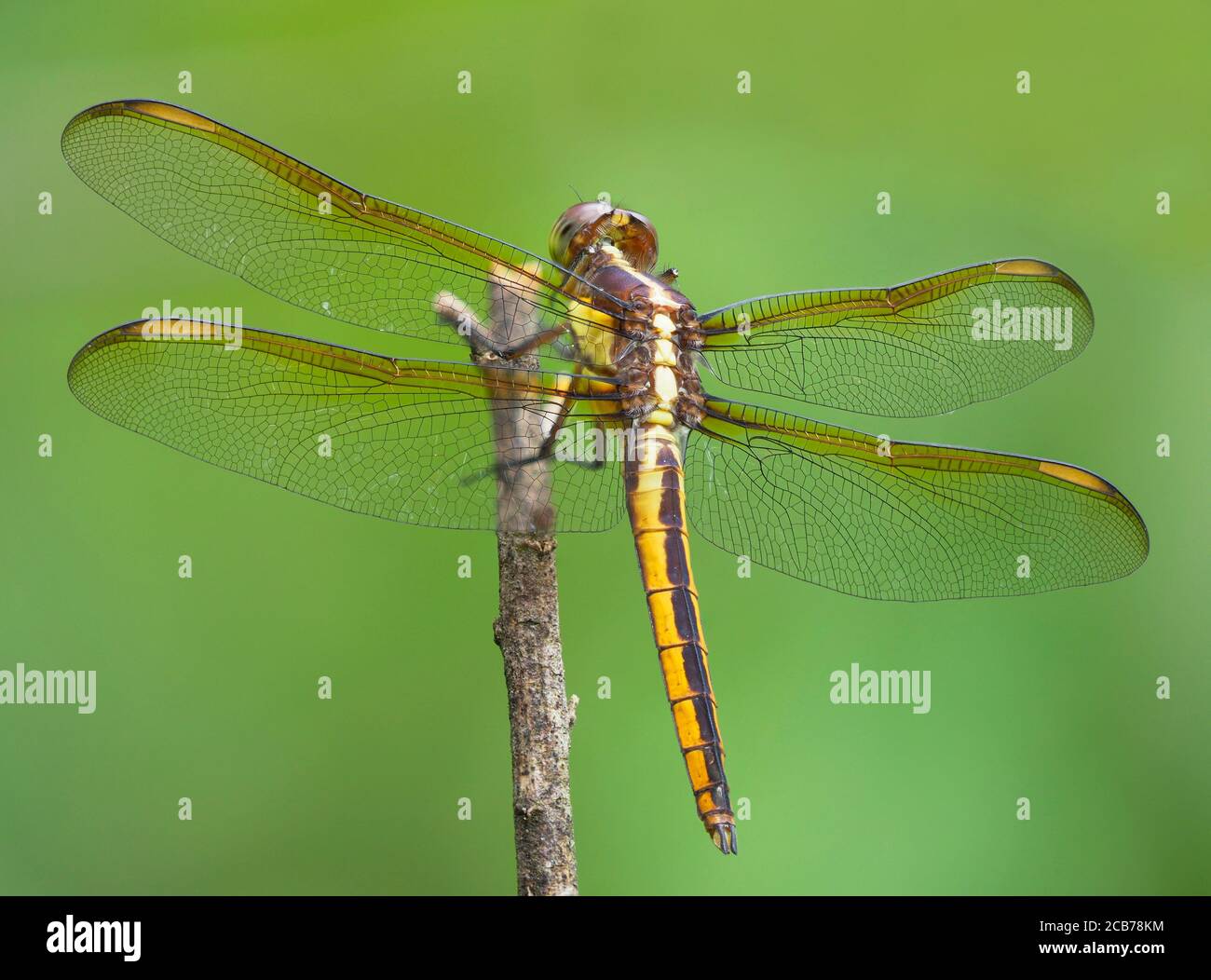 Gros plan mise au point empilée image d'une dragonfly à ailes dorées avec Un arrière-plan vert flou Banque D'Images
