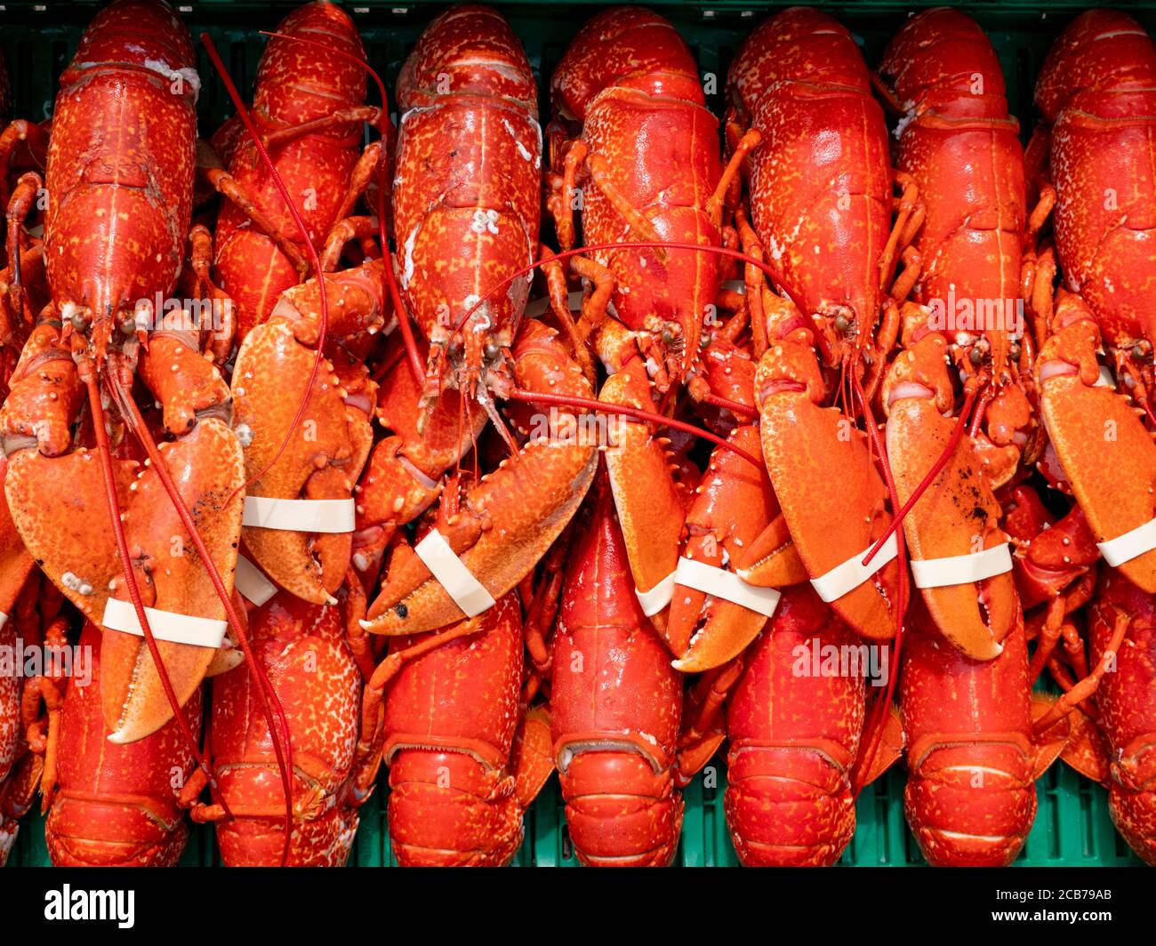 Homards fraîchement cuits dans une boîte prête à la vente Banque D'Images