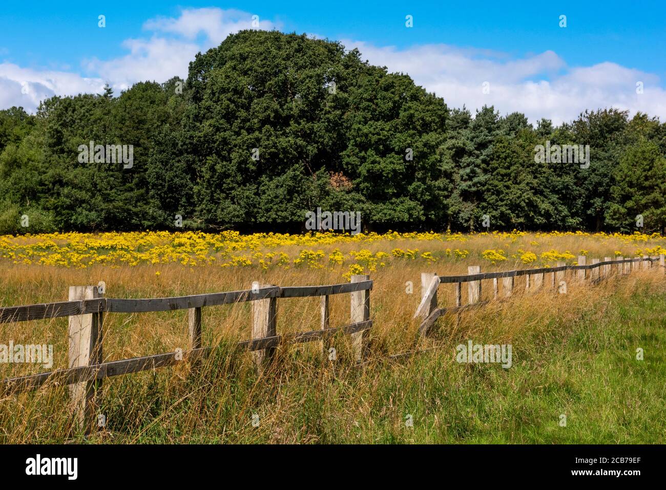 Fleurs sauvages jaunes dans un champ de prairie. Wollaton Park, Nottingham, Angleterre, Royaume-Uni Banque D'Images