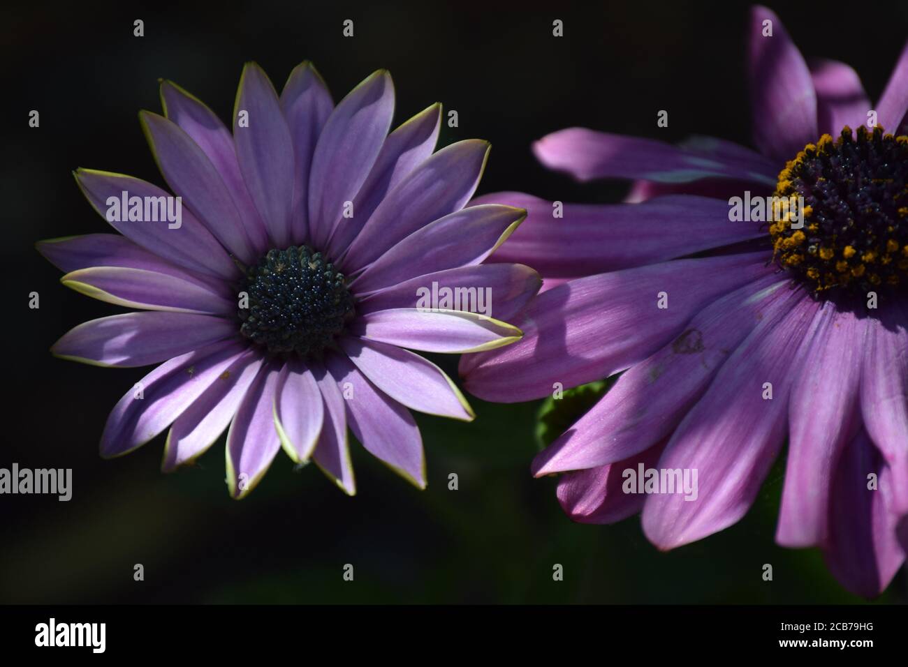 Marguerite violette Banque de photographies et d'images à haute résolution  - Alamy