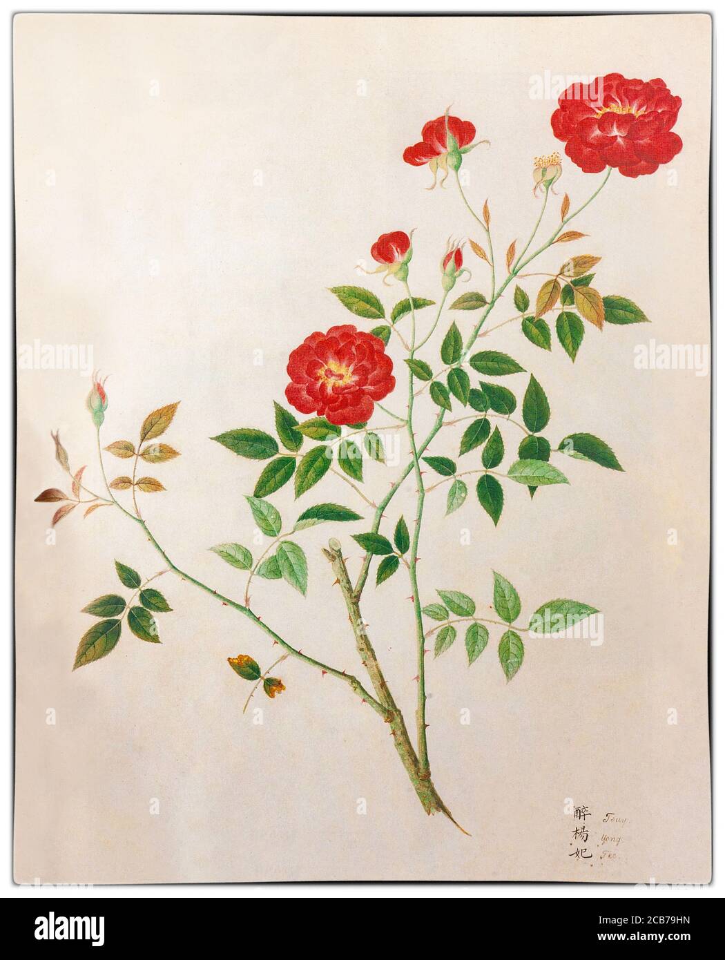 La Chine cramoisi de Slater, alias Rosa chinesis, est probablement la plus ancienne rose de jardin cultivée connue, dessinée par John Reeves dans les années 1820, Reeves est allé en Chine en 1812, mais n'a jamais bénéficié du même degré de reconnaissance que d'autres naturalistes en Chine. C'était peut-être parce qu'il avait un travail exigeant en tant qu'inspecteur de thé. Reeves lui-même n'a jamais prétendu être un naturaliste professionnel et la collecte de plantes et la supervision de peinture ont été entreprises dans son temps. Banque D'Images