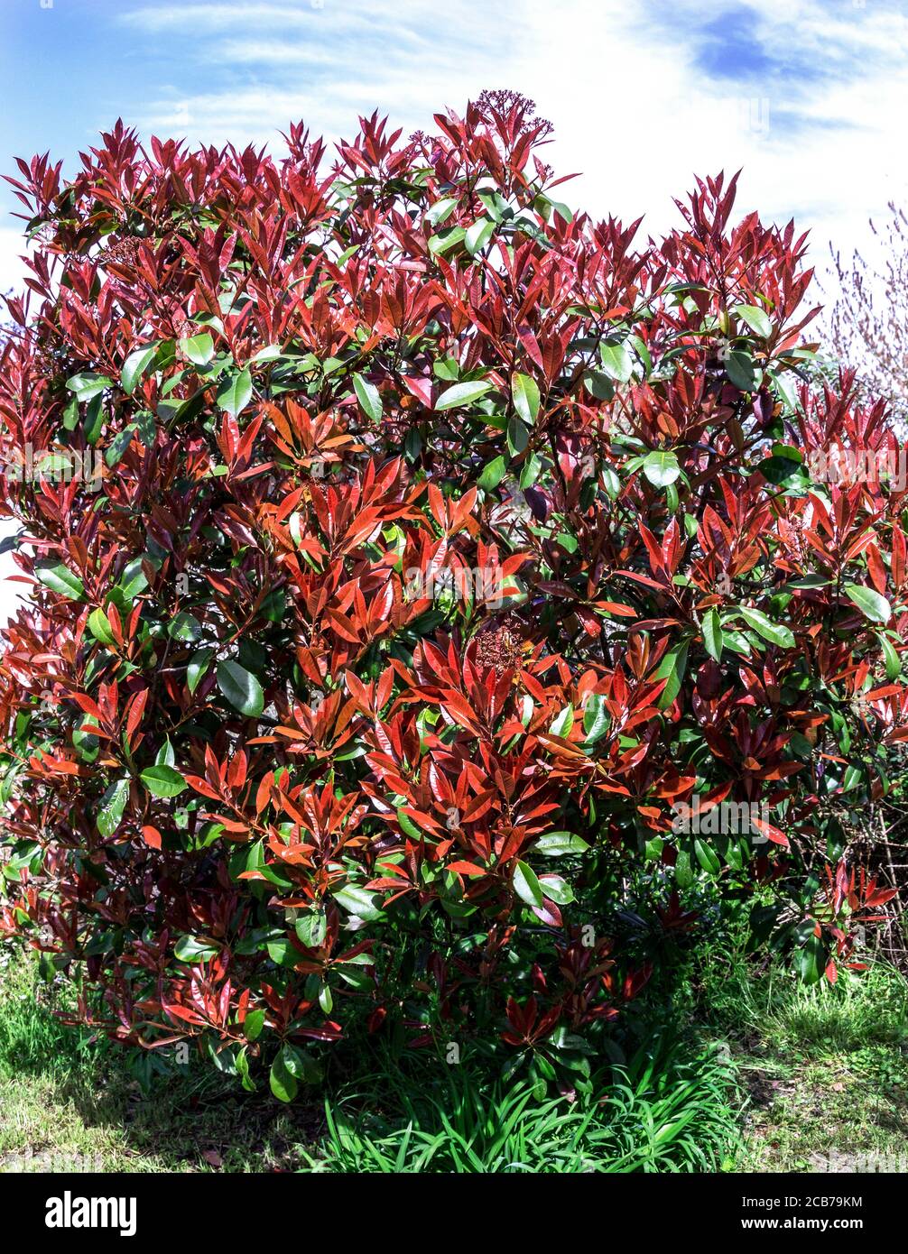 Arbuste rouge-gorge « Photinia x frasen ».feuilles rouges au printemps.Sud-Ouest de la France, Banque D'Images