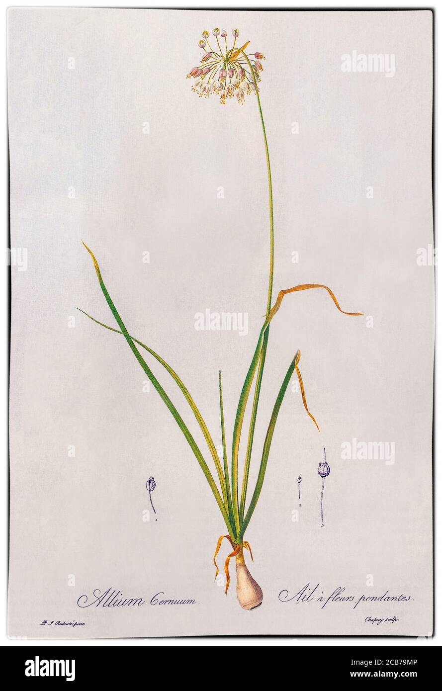 Allium cernuum, de Pierre-Joseph Redoté (1759-1840), est un peintre et botaniste belge, connu pour ses aquarelles de roses, de lys et d'autres fleurs à Malmaison, dont beaucoup ont été publiées comme grandes gravures à la couleur. Il a été appelé le plus grand illustrateur botanique de tous les temps. Communément appelé oignon sauvage hochant la tête, Allium cernuum est originaire du Missouri aux États-Unis sur les sols rocailleux sur les clairières, les bords de bluff, les bois ouverts et les pentes. Banque D'Images