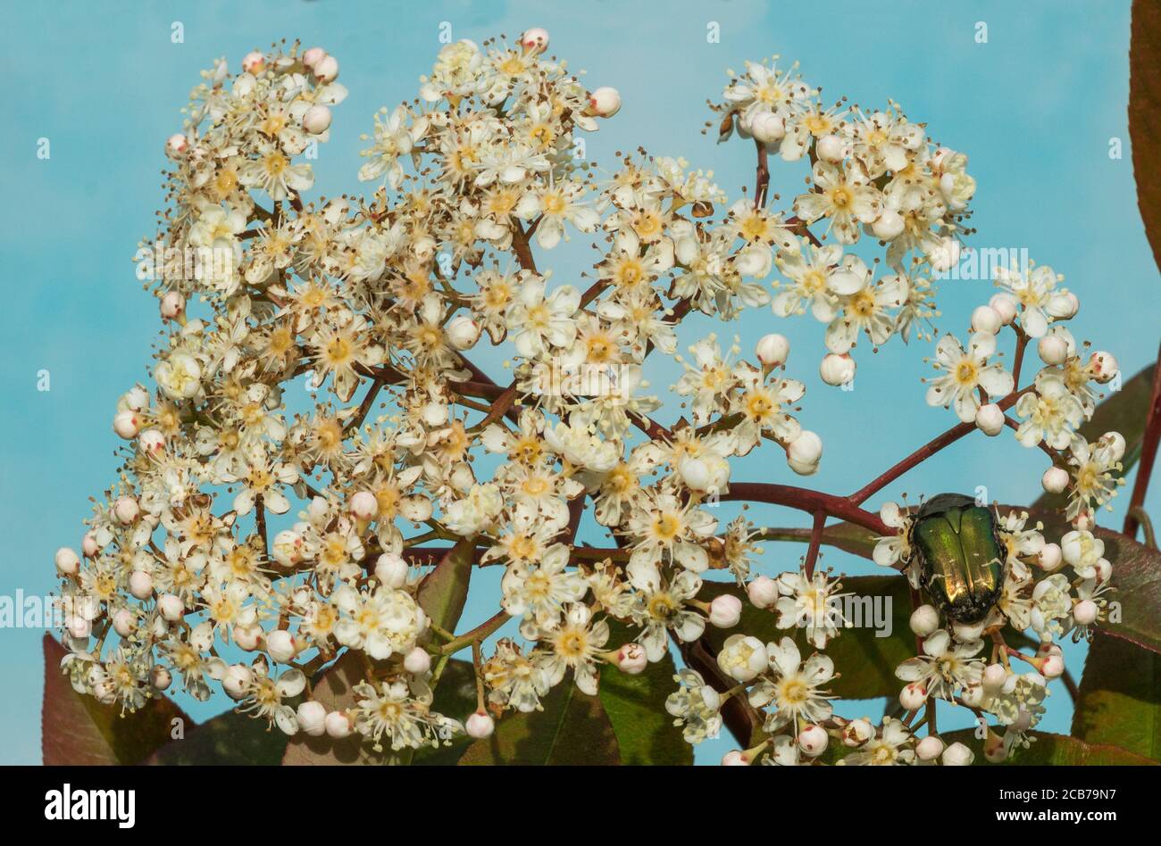L'arbuste rouge-gorge 'Photinia x fraseri' en fleur au début du printemps avec une mouche survolée 'Syrphus ribesii' sur la fleur.Sud-Ouest de la France. Banque D'Images