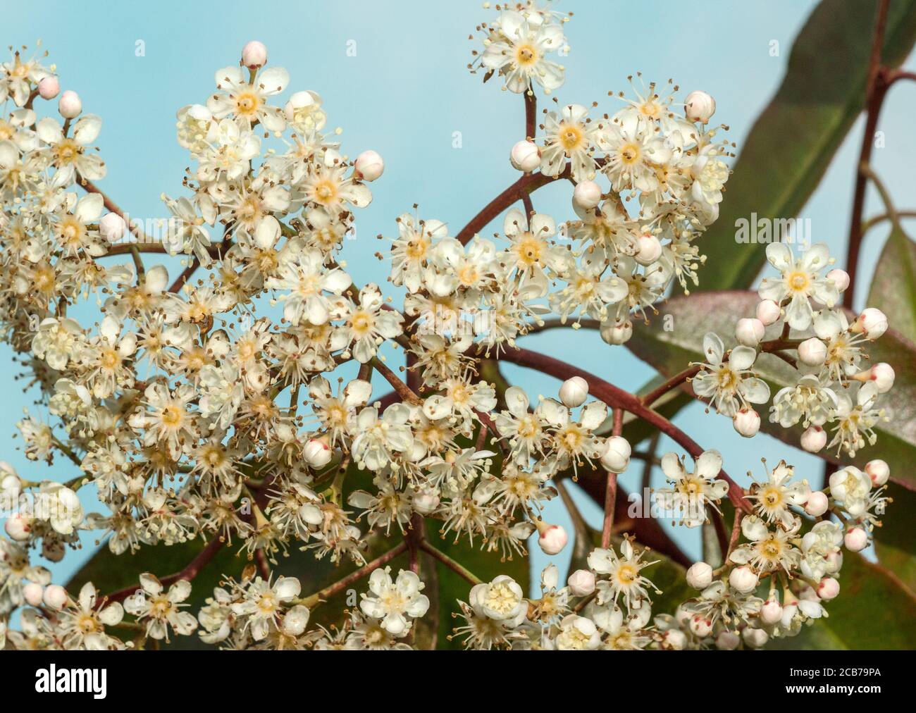 Arbuste rouge-gorge 'Photinia x fraseri' en fleur au début du printemps.Sud-Ouest de la France. Banque D'Images