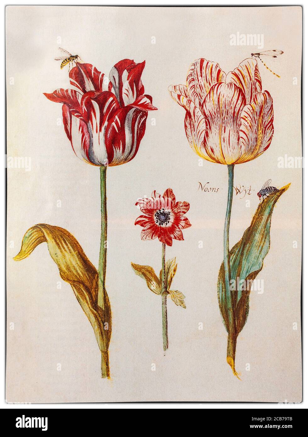 Des tulipes brisées et un anéome peint par Jacob Marrel (1613/14-1681), un peintre allemand encore en vie actif à Utrecht pendant la Tulip mania dans l'âge d'or néerlandais au cours duquel les prix contractuels de certaines ampoules de la tulipe récemment introduite et à la mode ont atteint des niveaux extraordinairement élevés et se sont ensuite effondrées. Les tulipes « brisées » ont une infection virale, qui a causé l'apparition de belles et saisissantes bandes de couleur dans les pétales, remarquées par le botaniste flamand Carolus Clusius, père de l'obsession hollandaise des tulipes, aux pays-Bas dans les années 1600. Banque D'Images