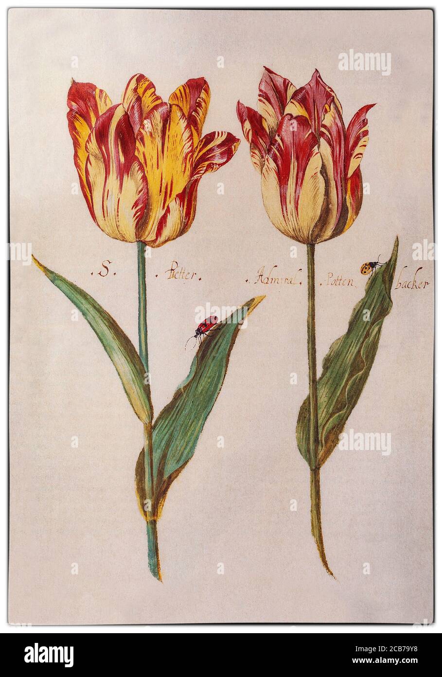 Des tulipes brisées peintes par Jacob Marrel (1613/14-1681), un peintre allemand de la vie encore actif à Utrecht pendant la Tulip mania dans l'âge d'or néerlandais au cours duquel les prix contractuels de certaines bulbes de la tulipe récemment introduite et à la mode ont atteint des niveaux extraordinairement élevés et ont ensuite considérablement chuté. Les tulipes « brisées » ont une infection virale, qui a causé l'apparition de belles et saisissantes bandes de couleur dans les pétales, remarquées par le botaniste flamand Carolus Clusius, père de l'obsession hollandaise des tulipes, aux pays-Bas dans les années 1600. Banque D'Images