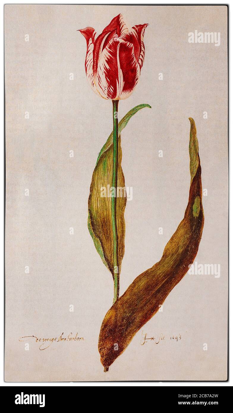 La tulipe 'de Vroege Brabantson' peinte par Judith Jans Leyster (1609-1660) était un peintre néerlandais pendant la Tulip mania dans l'âge d'or hollandais au cours duquel les prix contractuels de certaines ampoules de la tulipe récemment introduite et à la mode ont atteint des niveaux extraordinairement élevés, puis s'est effondrée. Les tulipes « brisées » ont une infection virale, qui a causé l'apparition de belles et saisissantes bandes de couleur dans les pétales, remarquées par le botaniste flamand Carolus Clusius, père de l'obsession hollandaise des tulipes, aux pays-Bas dans les années 1600. Banque D'Images La tulipe 'de Vroege Brabantson' peinte par Judith Jans Leyster (1609-1660) était un peintre néerlandais pendant la Tulip mania dans l'âge d'or hollandais au cours duquel les prix contractuels de certaines ampoules de la tulipe récemment introduite et à la mode ont atteint des niveaux extraordinairement élevés, puis s'est effondrée. Les tulipes « brisées » ont une infection virale, qui a causé l'apparition de belles et saisissantes bandes de couleur dans les pétales, remarquées par le botaniste flamand Carolus Clusius, père de l'obsession hollandaise des tulipes, aux pays-Bas dans les années 1600. Banque D'Images
