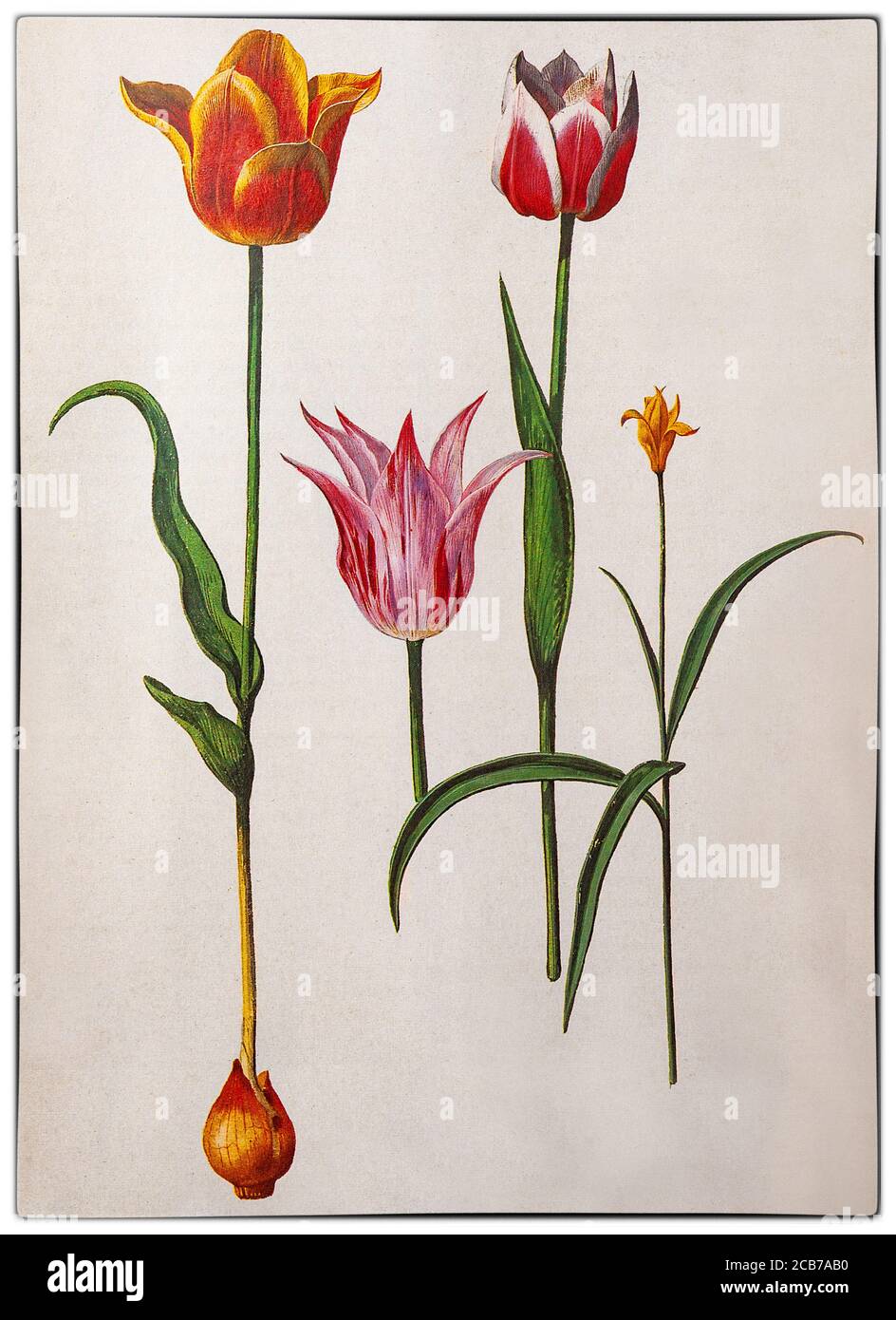 Tulipes hollandaises de Pieter van Kouwenhoorn aka Pieter Kouwenhoorn (1599-1654), illustrateur botanique néerlandais, travaillant à Haarlem et Leiden aux pays-Bas pendant la manie des tulipes à l'âge d'or néerlandais. Au cours de cette période, les prix contractuels de certaines ampoules de la tulipe récemment introduite et à la mode ont atteint des niveaux extraordinairement élevés, puis se sont effondrés de façon spectaculaire. Banque D'Images