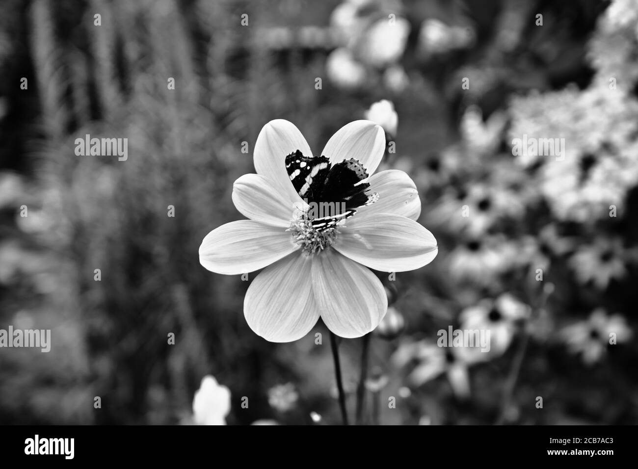 Belle fleur. Jardin en Pologne. Banque D'Images