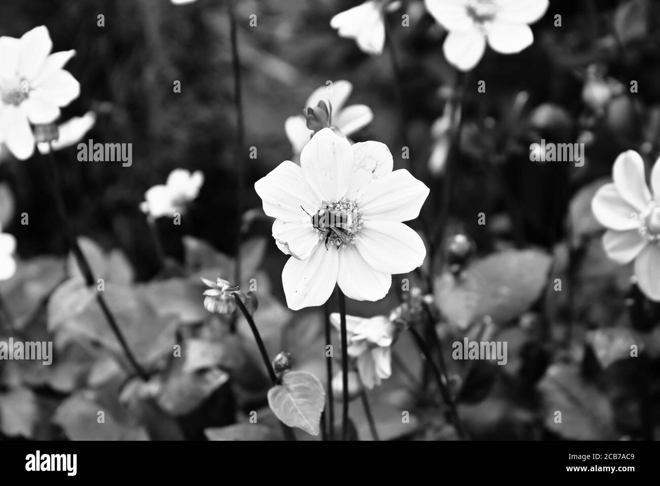 Belle fleur. Jardin en Pologne. Banque D'Images