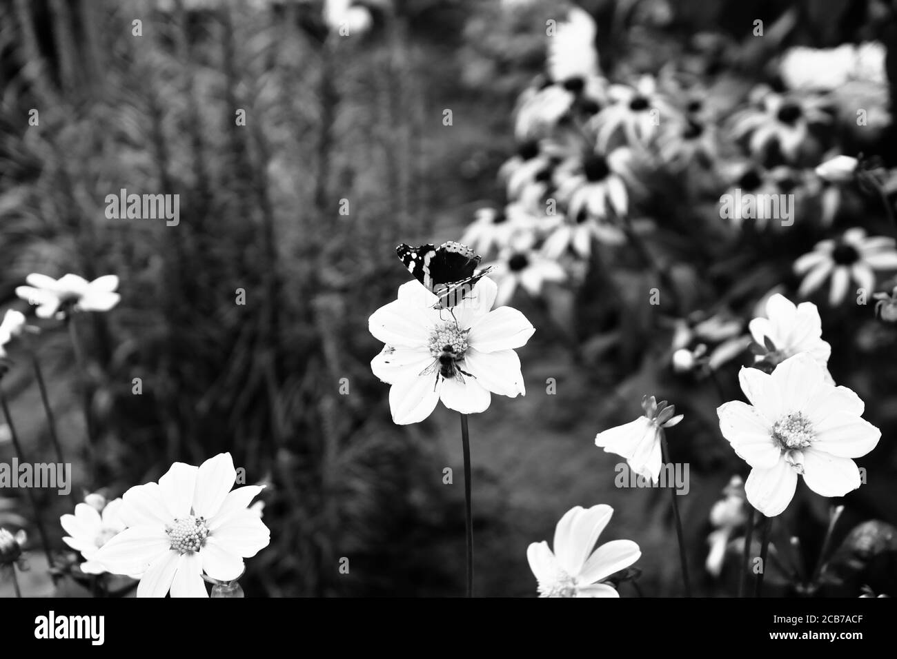 Belle fleur. Jardin en Pologne. Banque D'Images