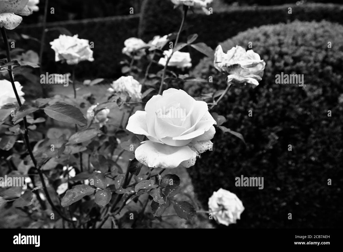 Belle fleur. Jardin en Pologne. Banque D'Images