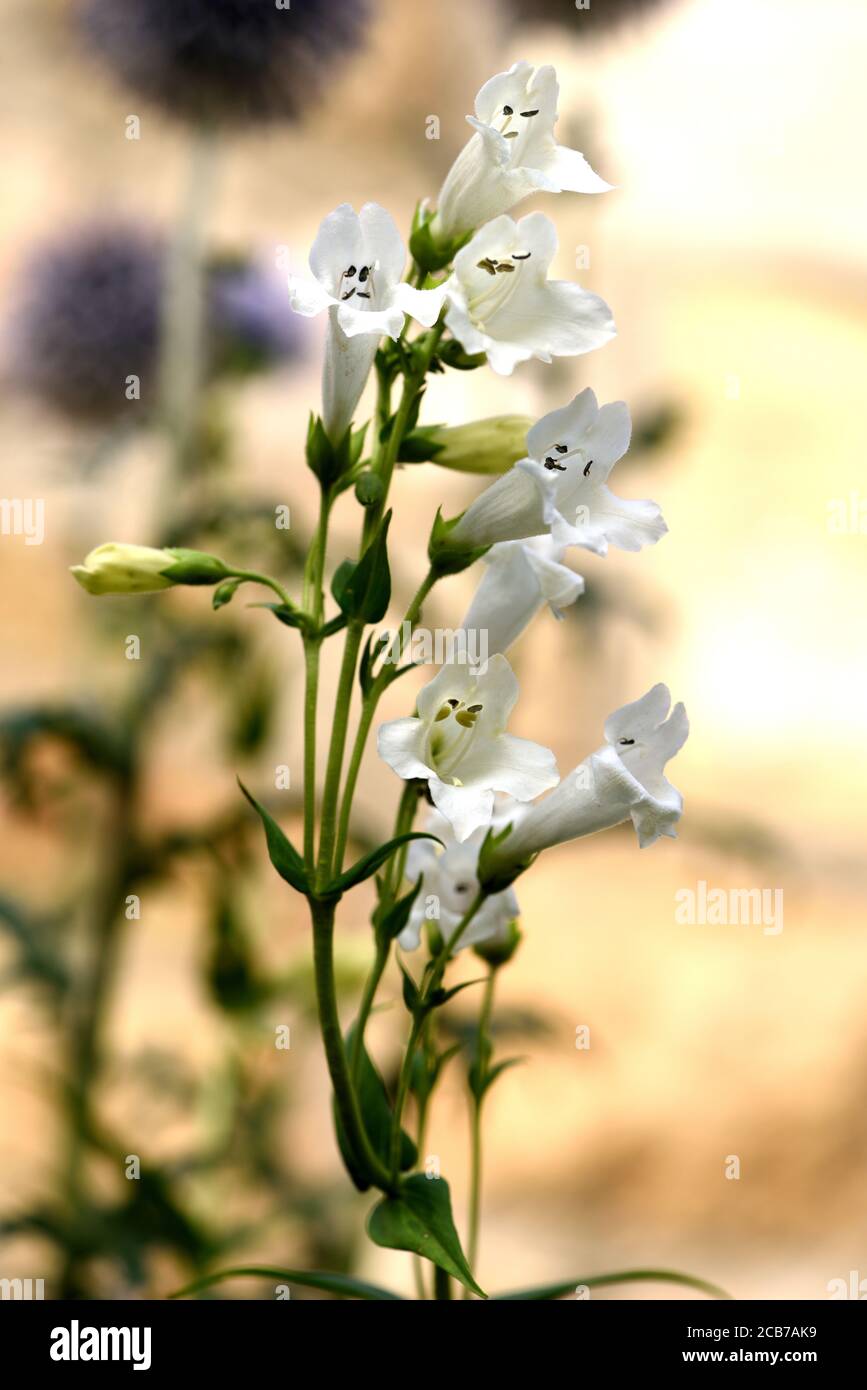 Les fleurs blanches de Penstemon Pensham Wedding Day. Banque D'Images