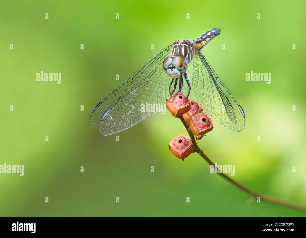 Une image mise au point empilée d'un jeune Skimmer Swift Wing Libellule sur fond vert Banque D'Images