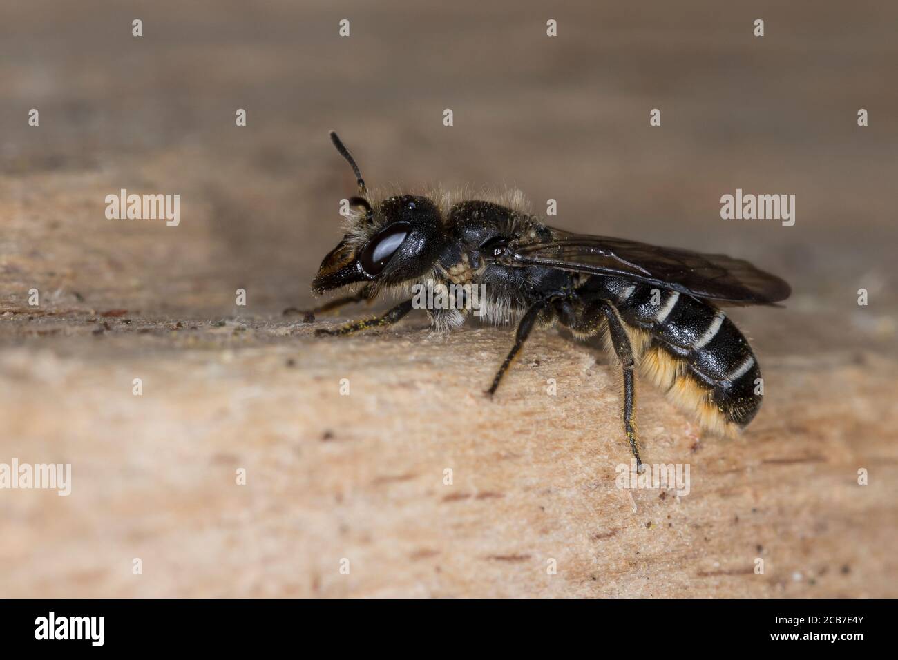 Hahnenfuß-Scherenbiene, Hahnenfuss-Scherenbiene, Scherenbiene, Scherenbienen, Weibchen, Milben, Milbenbefall, Chelostoma florisomne, Sleepy Carpenter Banque D'Images