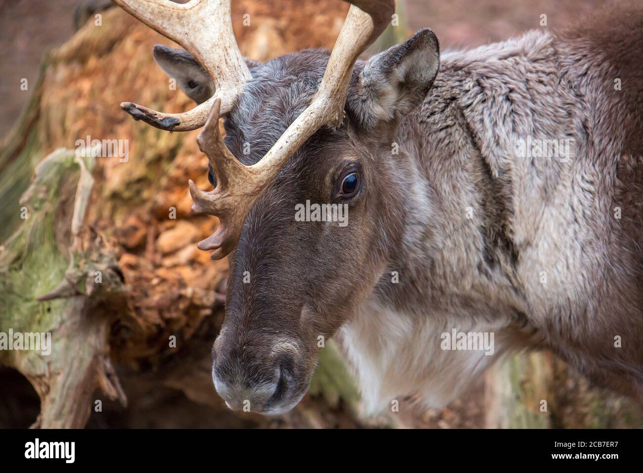 Rennes de la forêt finlandaise mangeant des feuilles séchées aux couleurs de l'automne en arrière-plan, Rangifer tarandus fennicus, la meilleure photo Banque D'Images