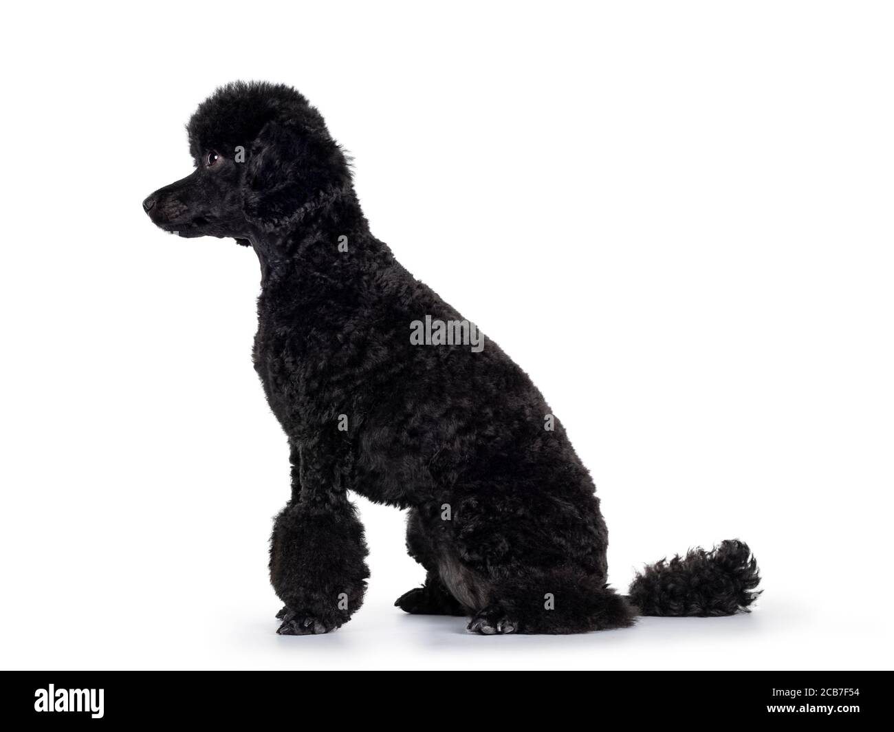 Adorable chien en forme de coolette noir miniature, assis sur le côté. En regardant directement sur le côté avec des yeux brillants et sombres. Isolé sur fond blanc. Banque D'Images