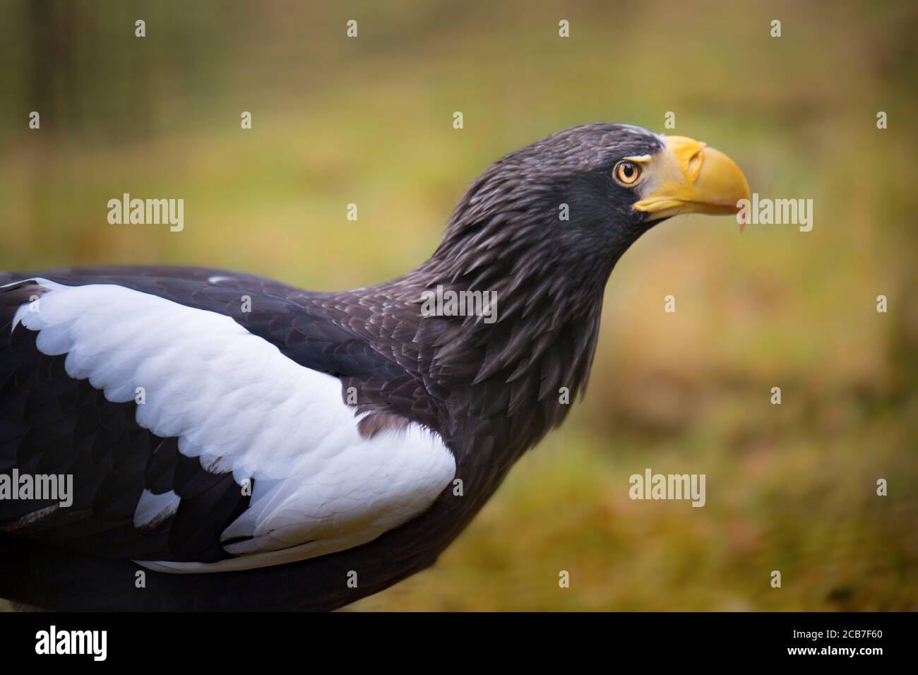 L'aigle de mer de Steller Haliaeetus pelagicus oiseau de proie mange des proies viande manger du poisson, le meilleur de la photo. Banque D'Images