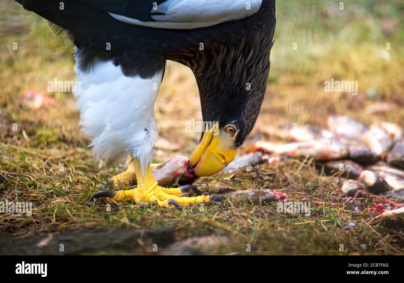 L'aigle de mer de Steller Haliaeetus pelagicus oiseau de proie mange des proies viande manger du poisson, le meilleur de la photo. Banque D'Images