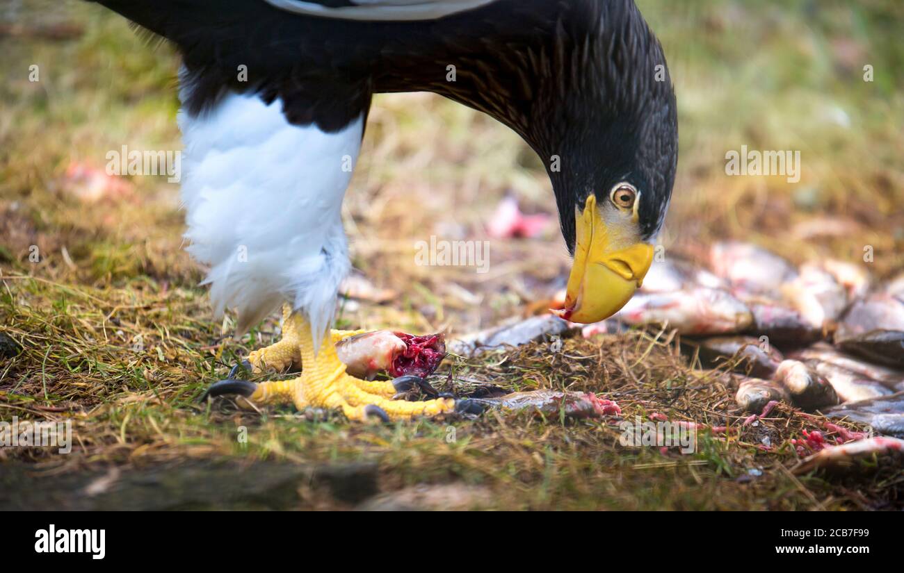 L'aigle de mer de Steller Haliaeetus pelagicus oiseau de proie mange des proies viande manger du poisson, le meilleur de la photo. Banque D'Images